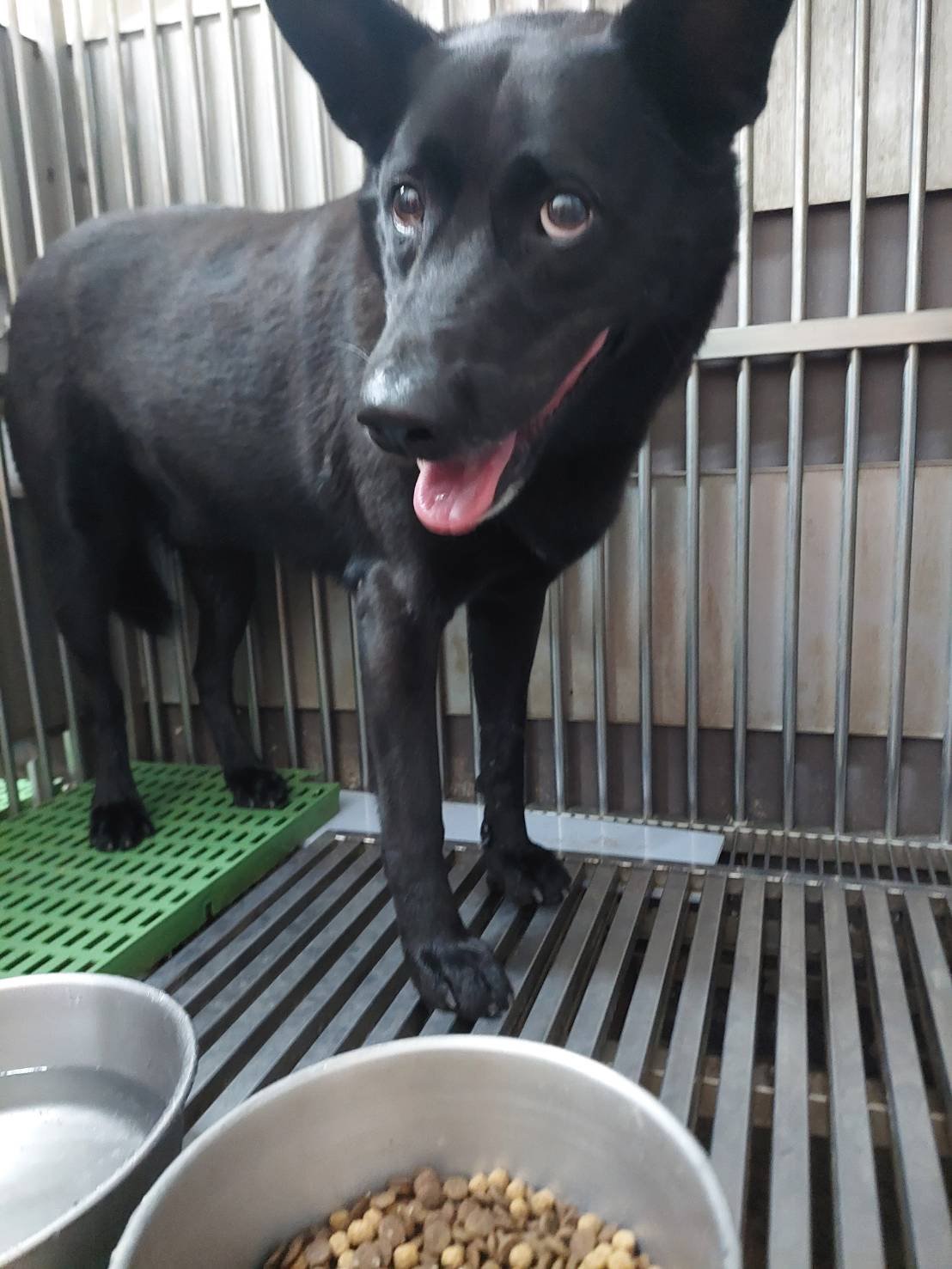 混種犬