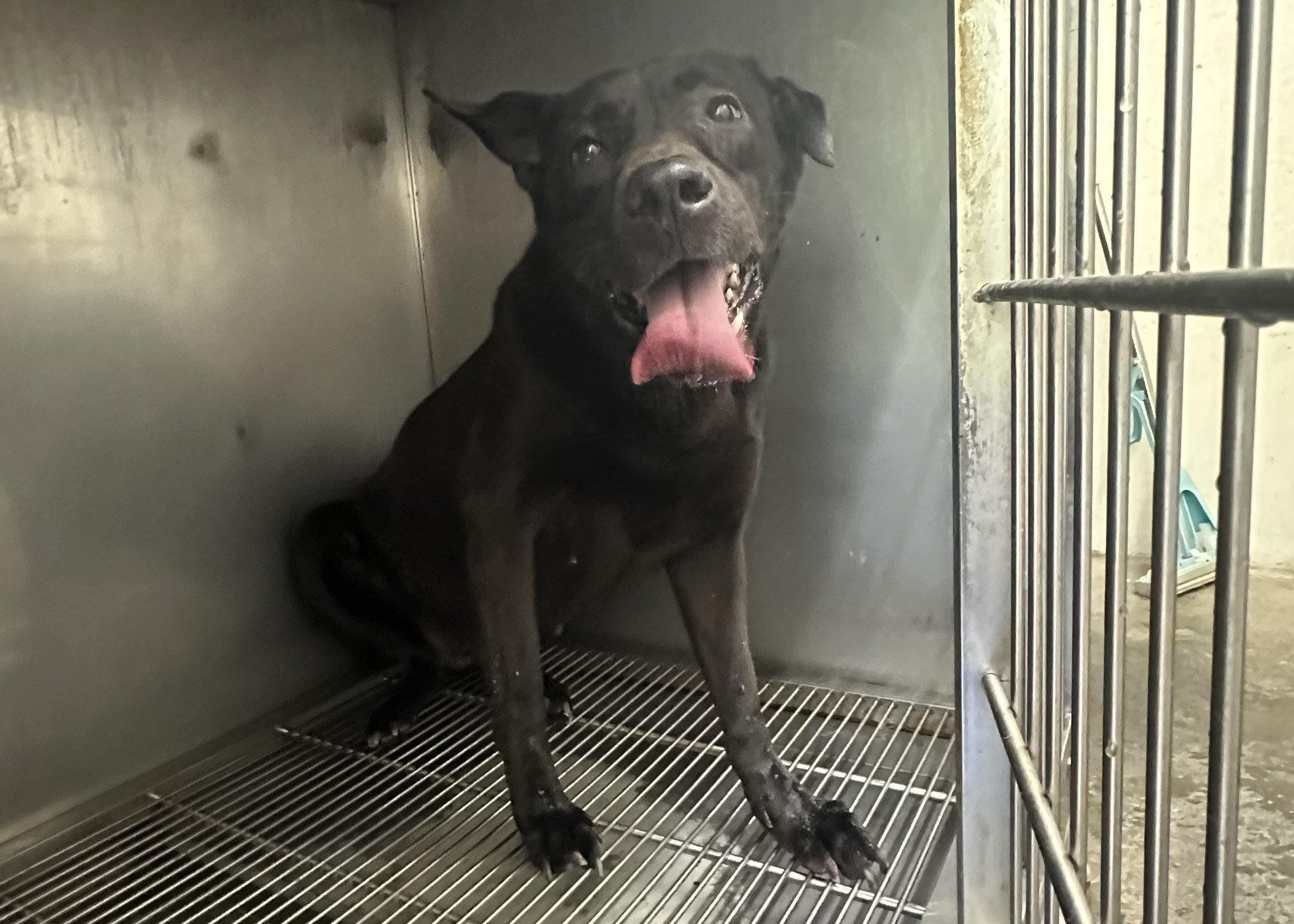 混種犬