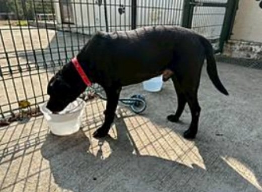 拉不拉多犬
