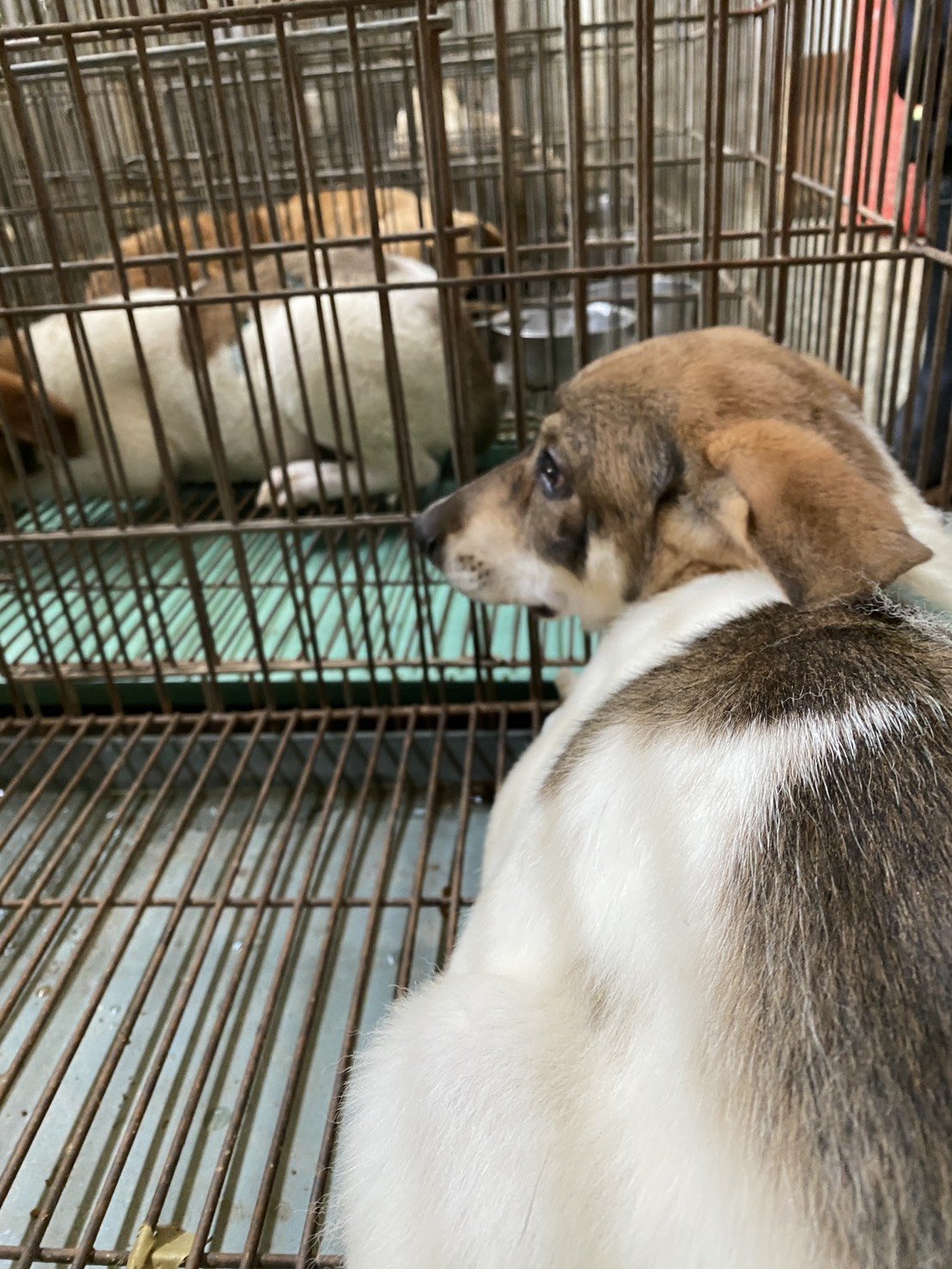 混種犬