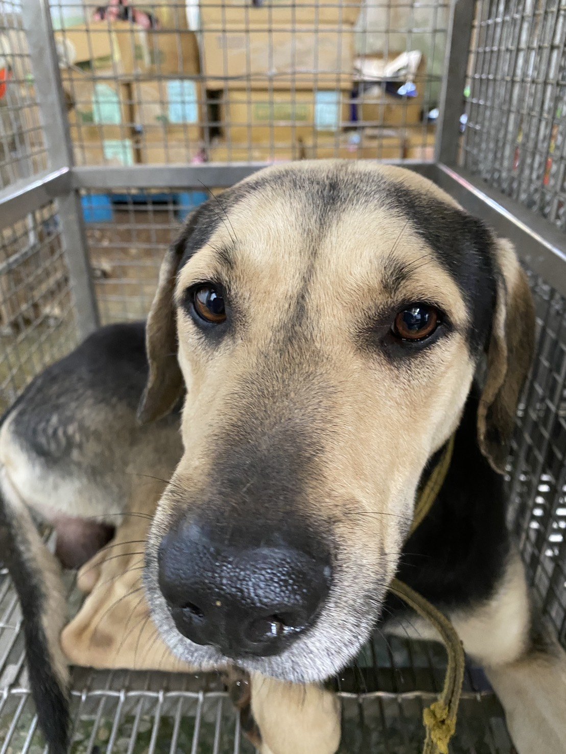 混種犬