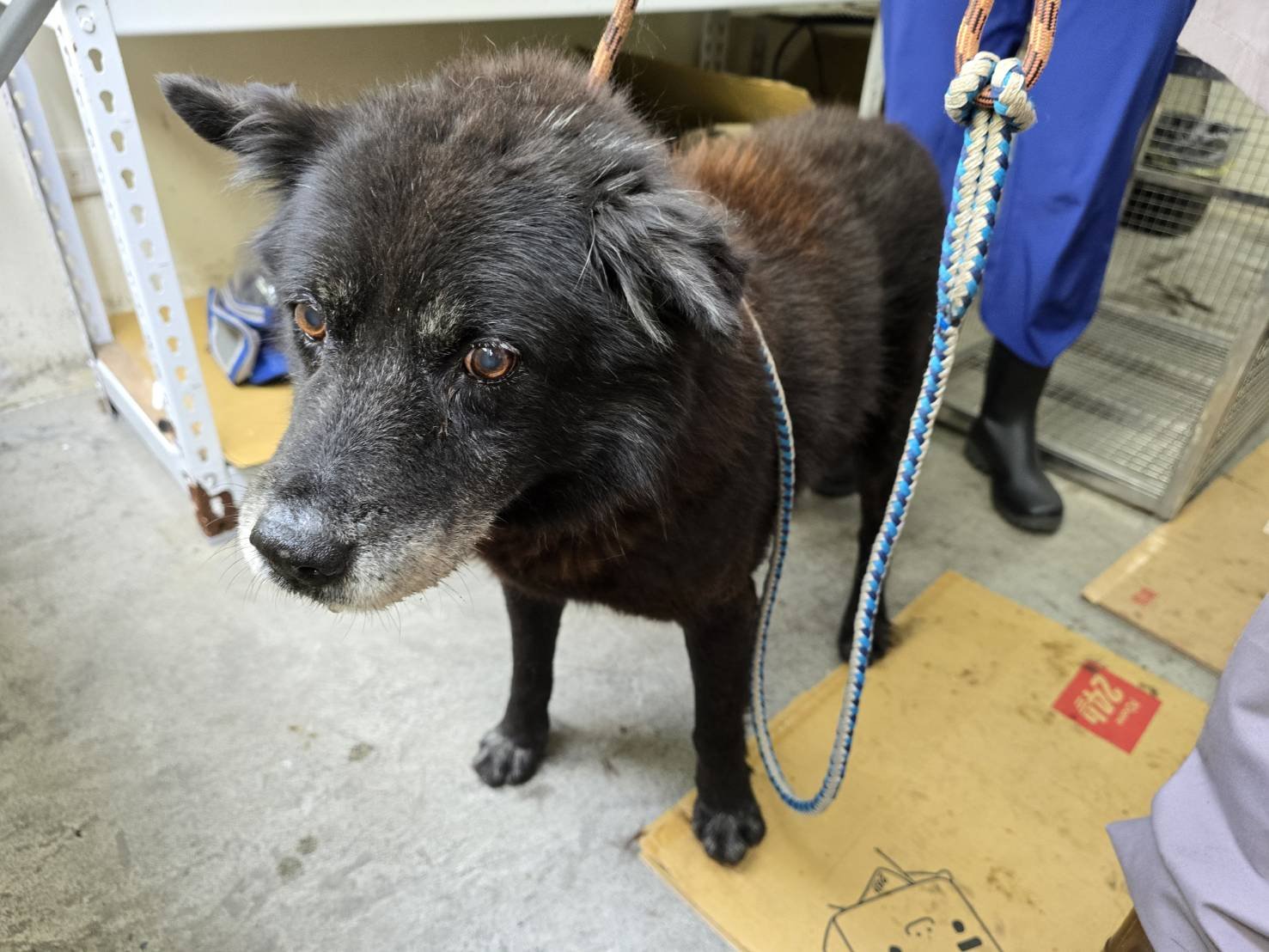 混種犬