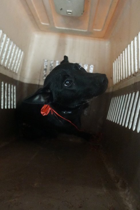 混種犬