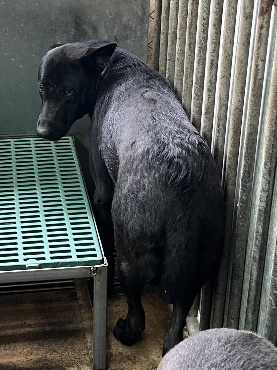 混種犬