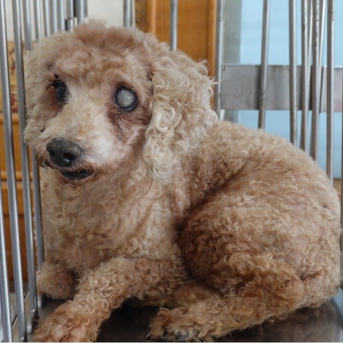 貴賓犬