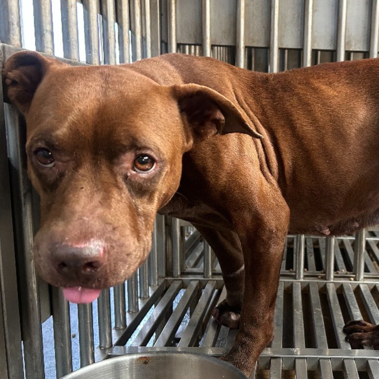 混種犬
