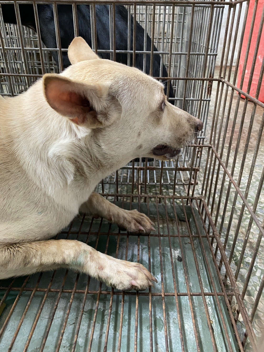 混種犬