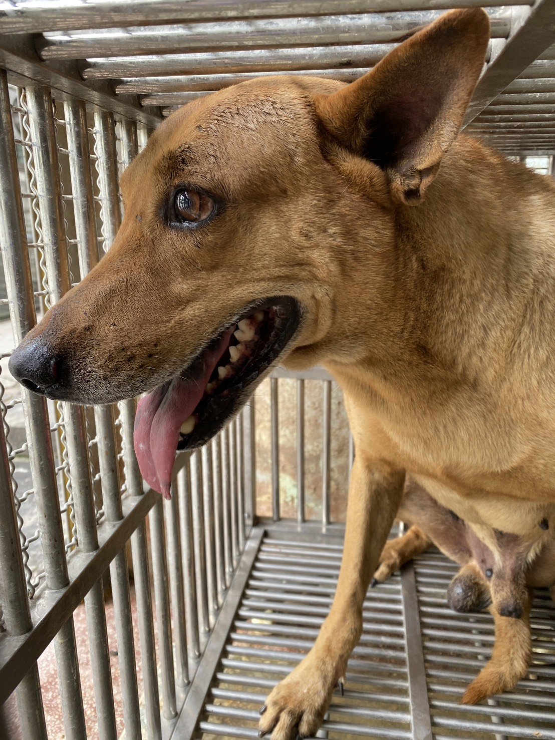 混種犬