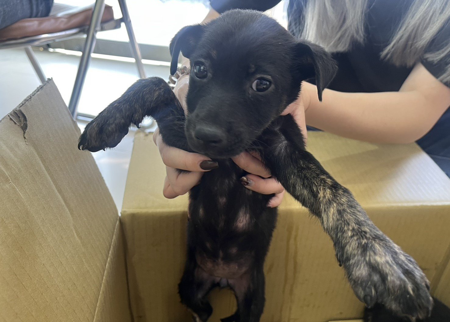 混種犬