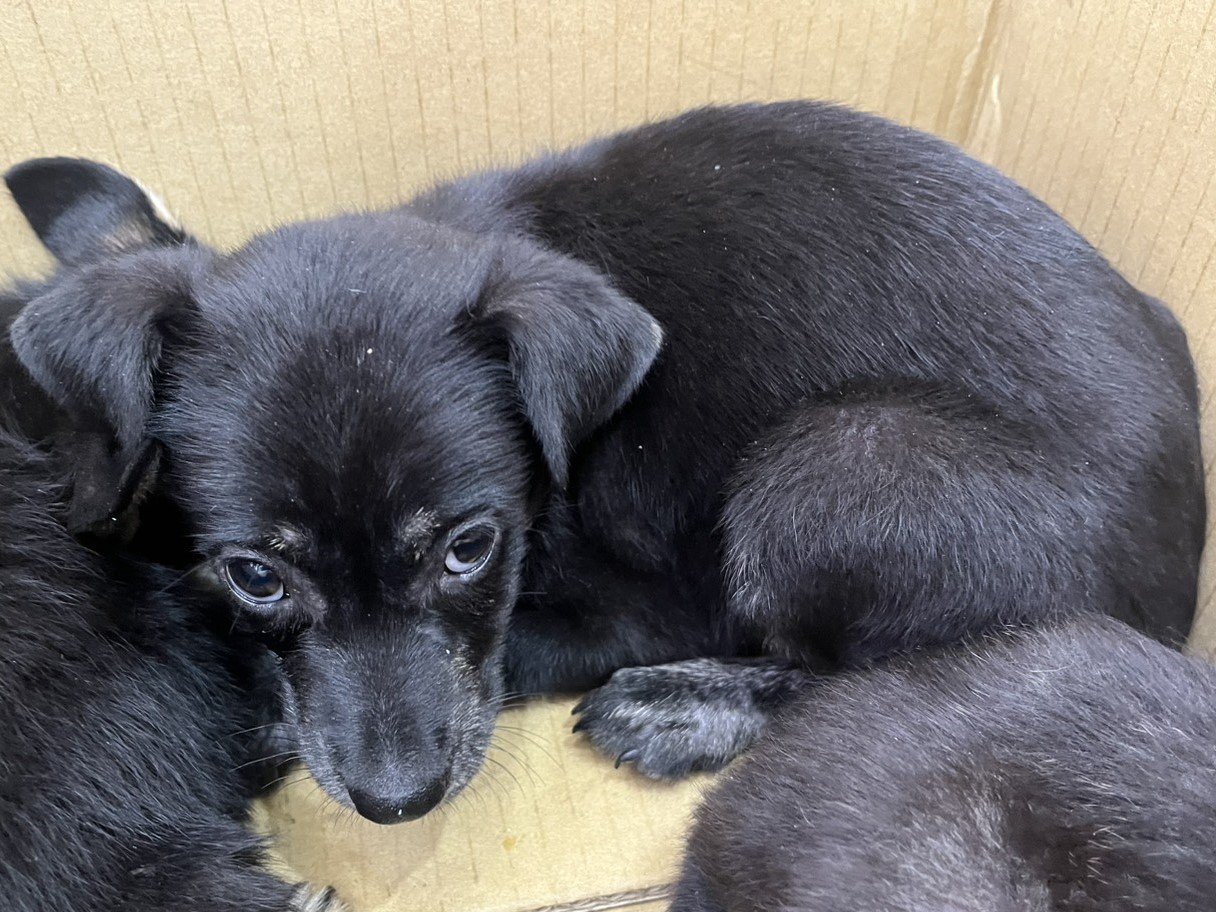 混種犬