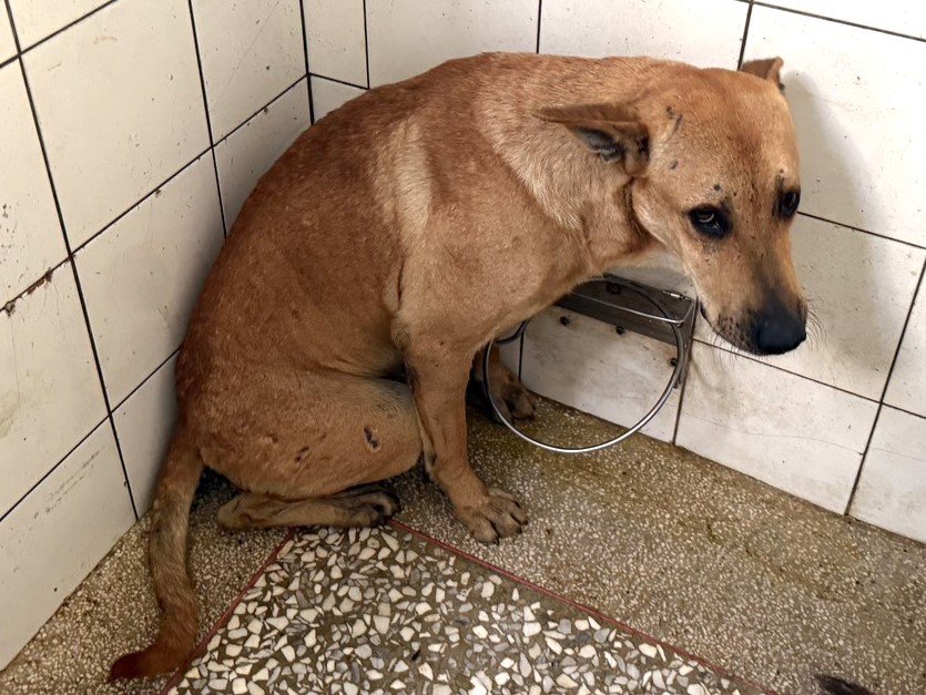 混種犬