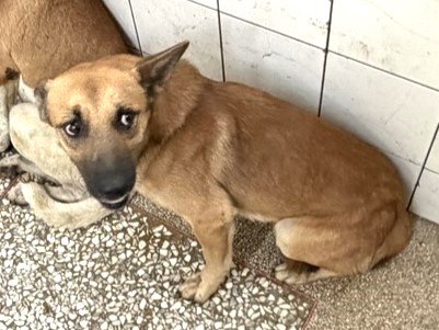 混種犬