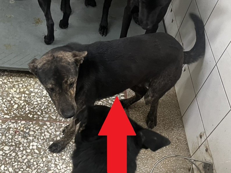 混種犬