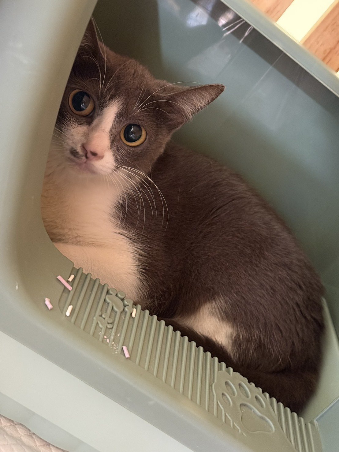 混種貓