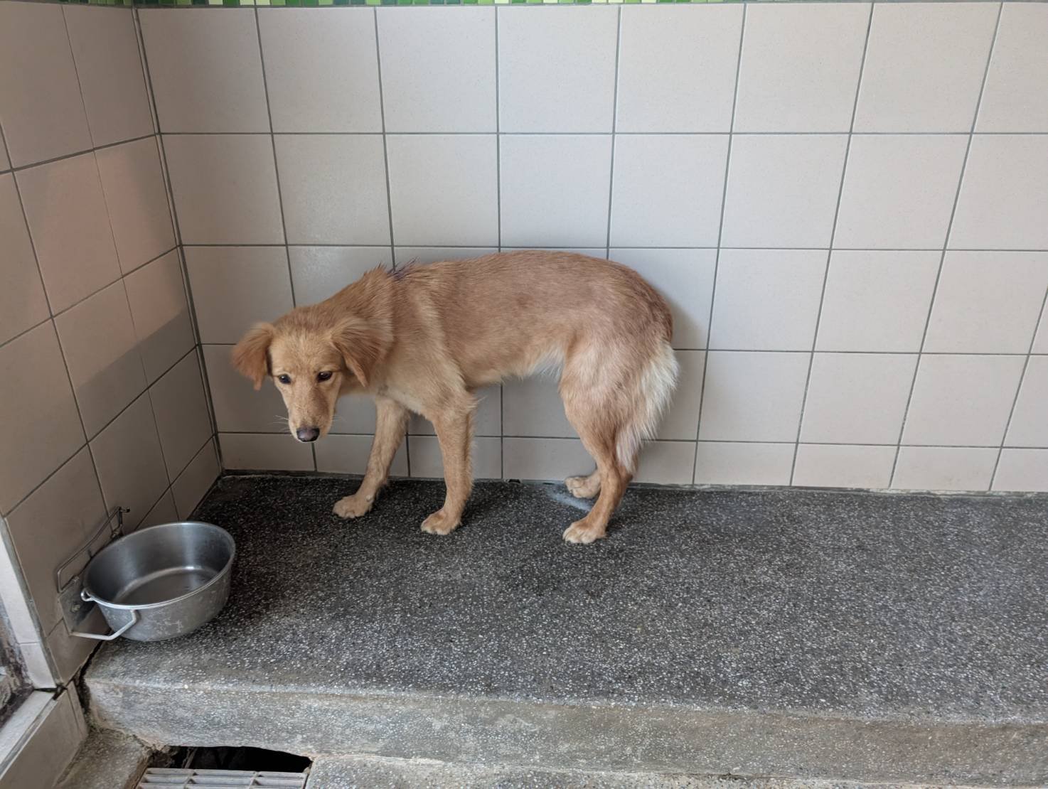 混種犬
