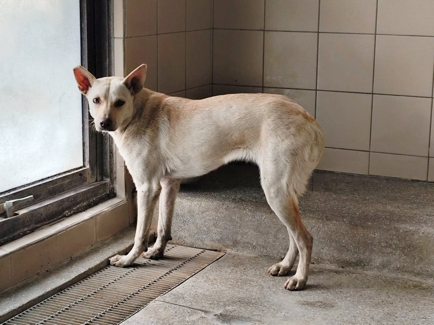混種犬
