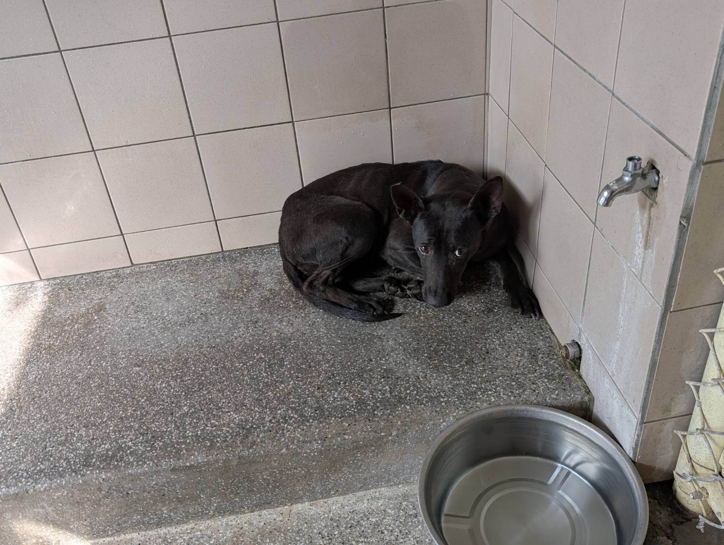 混種犬