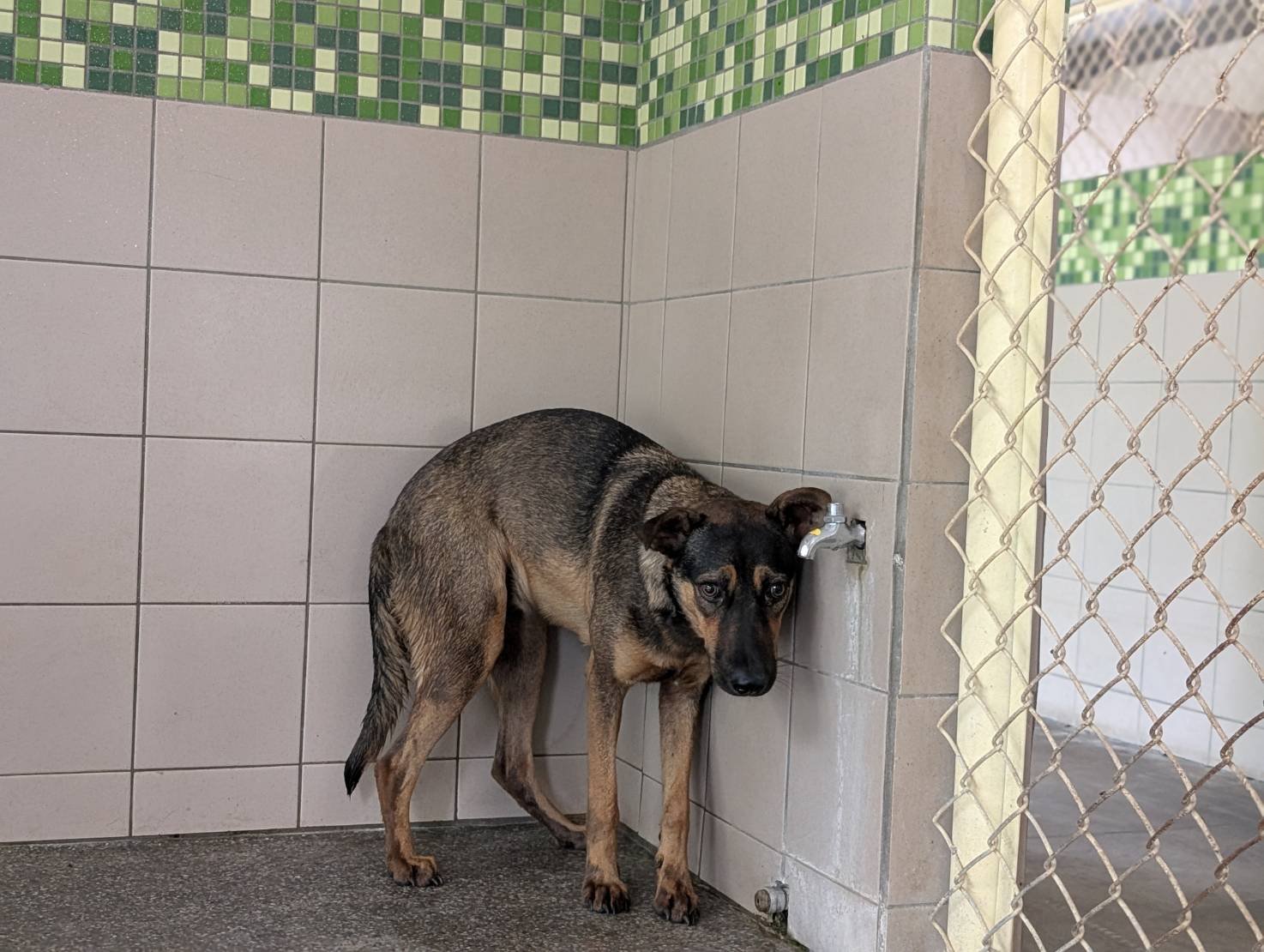 混種犬
