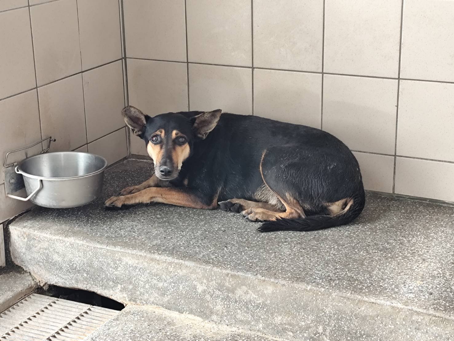混種犬