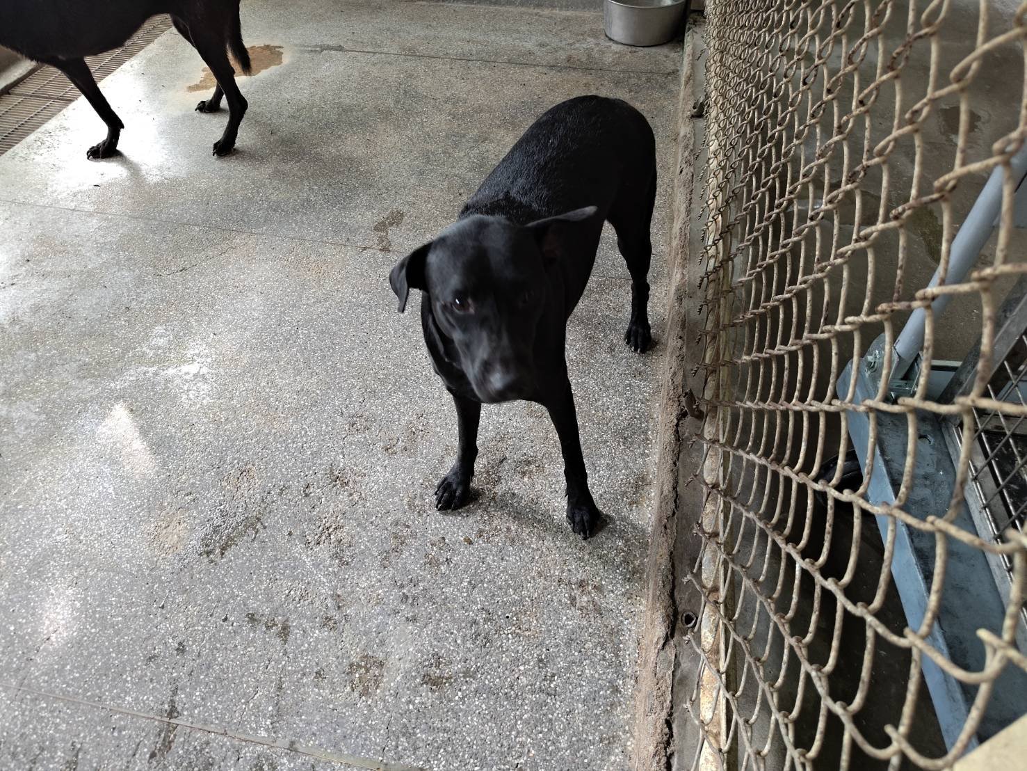 混種犬