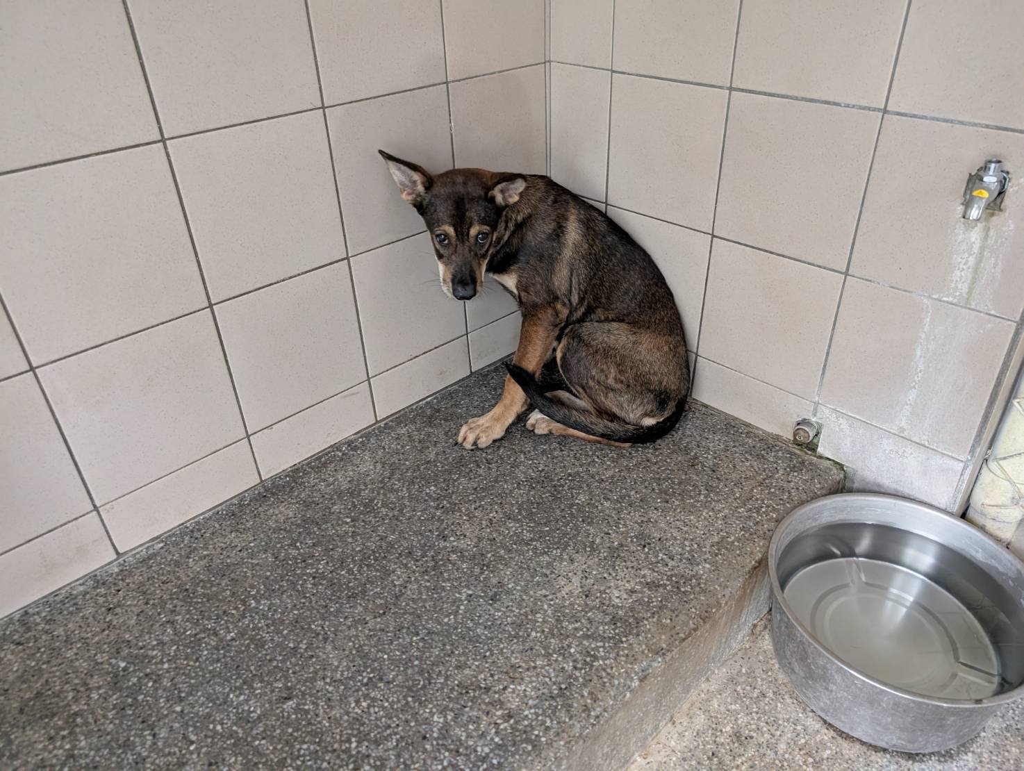 混種犬
