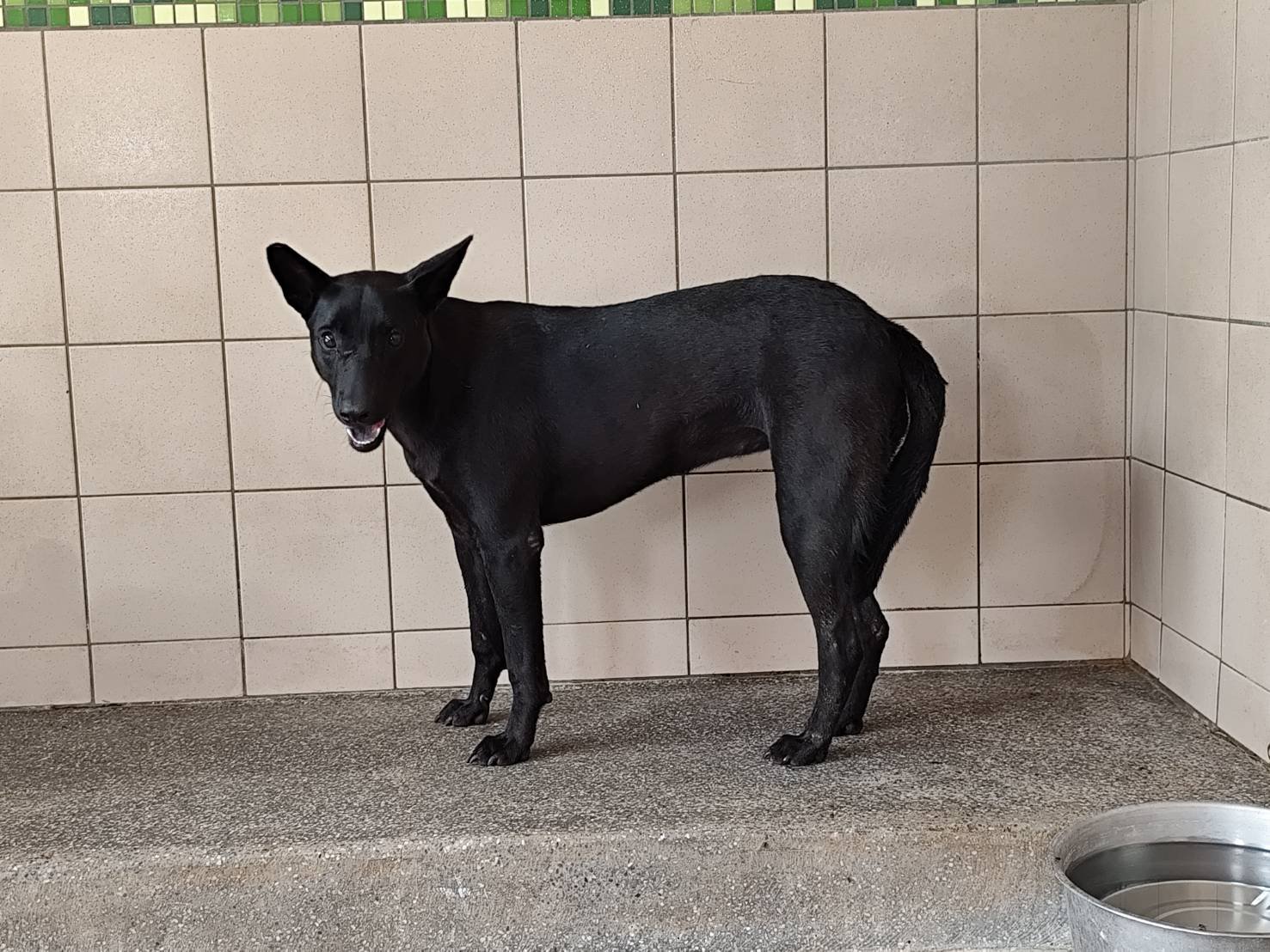混種犬