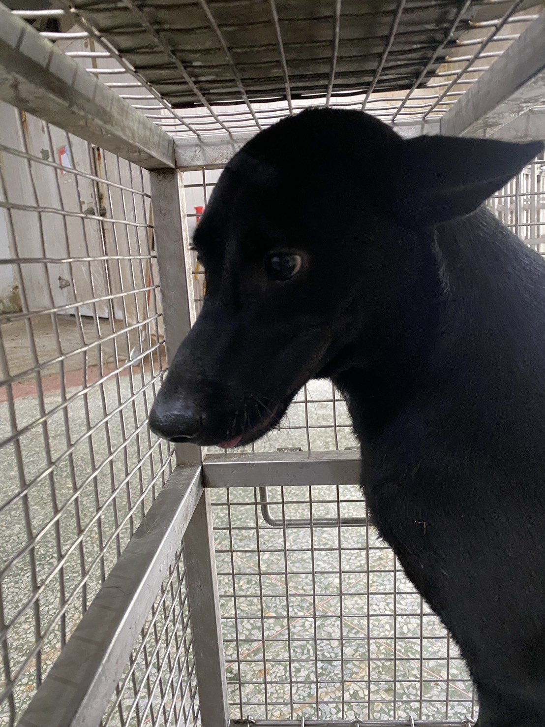混種犬