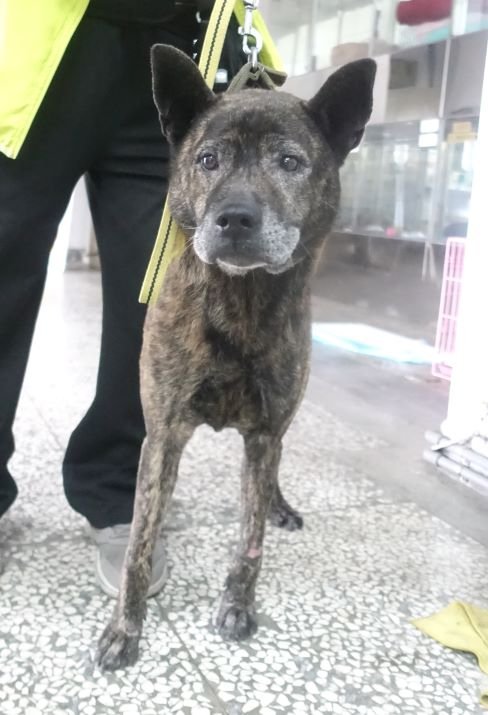 混種犬