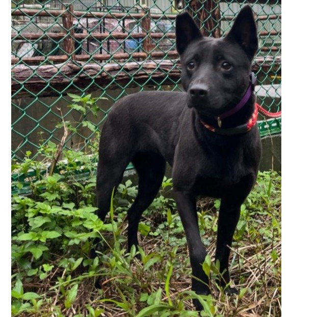 混種犬