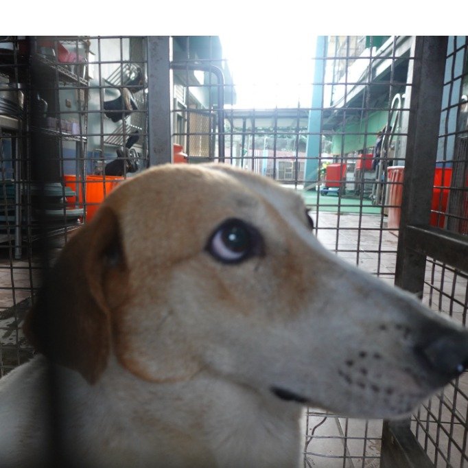 混種犬