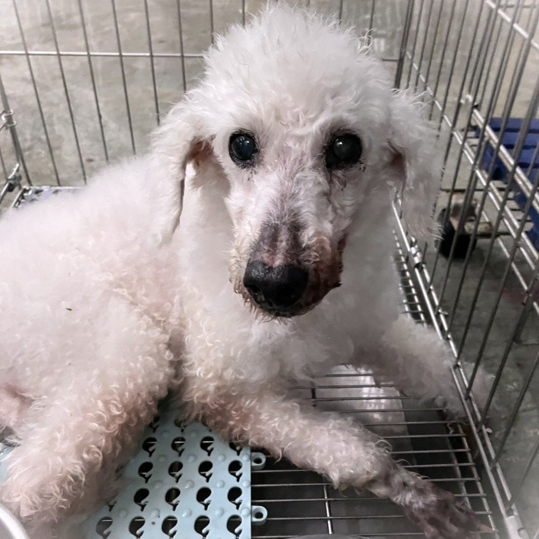 貴賓犬