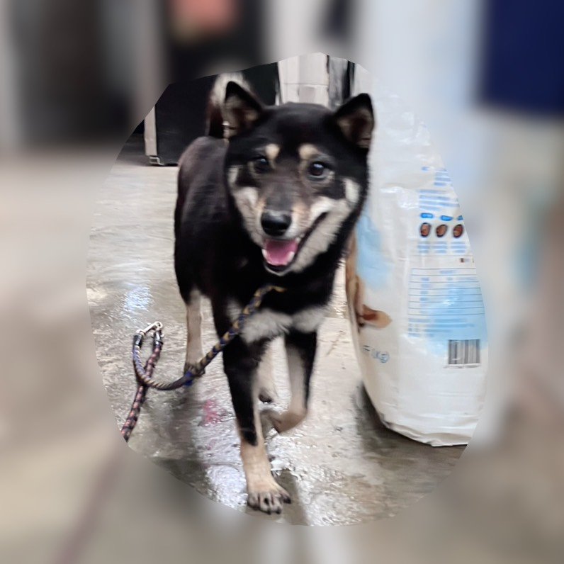 柴犬