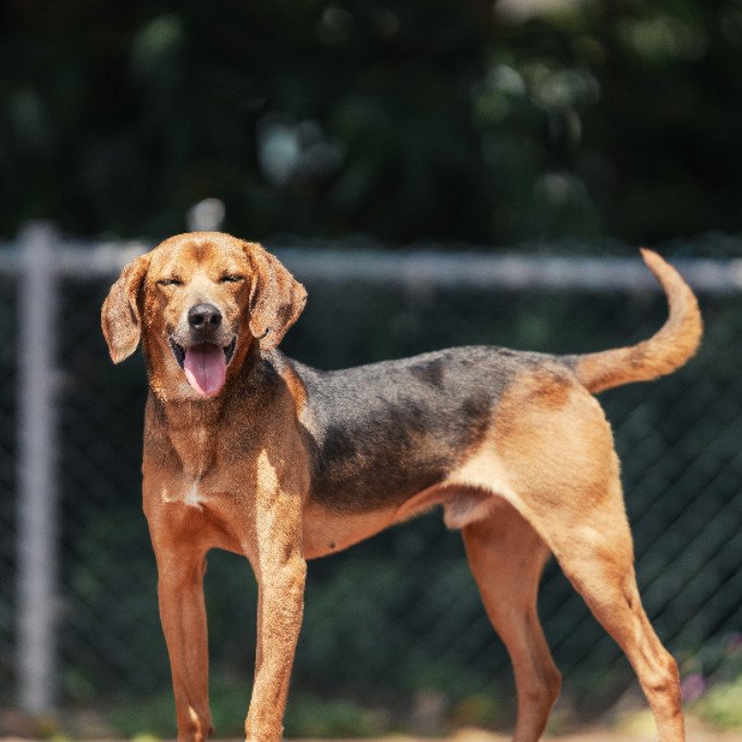 混種犬