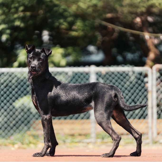 混種犬