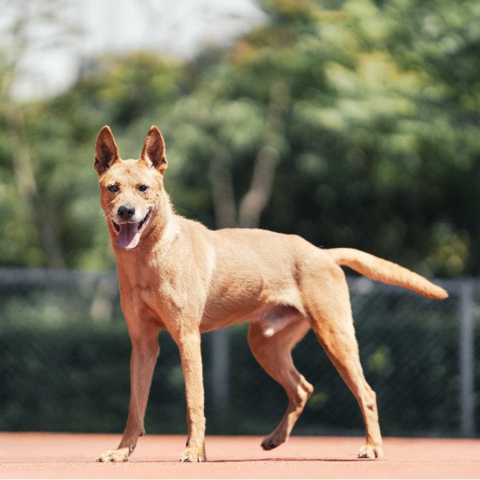 混種犬