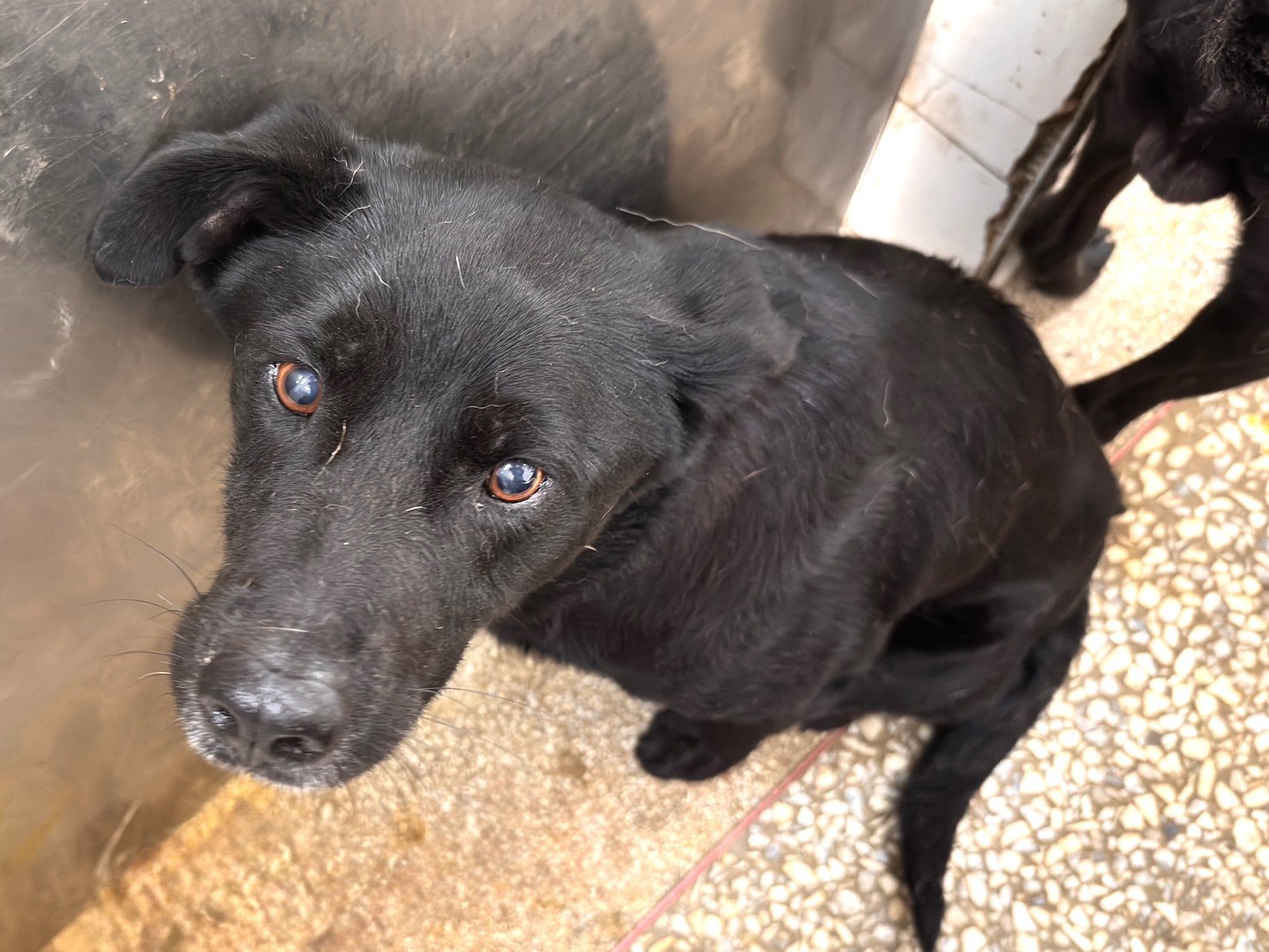 混種犬