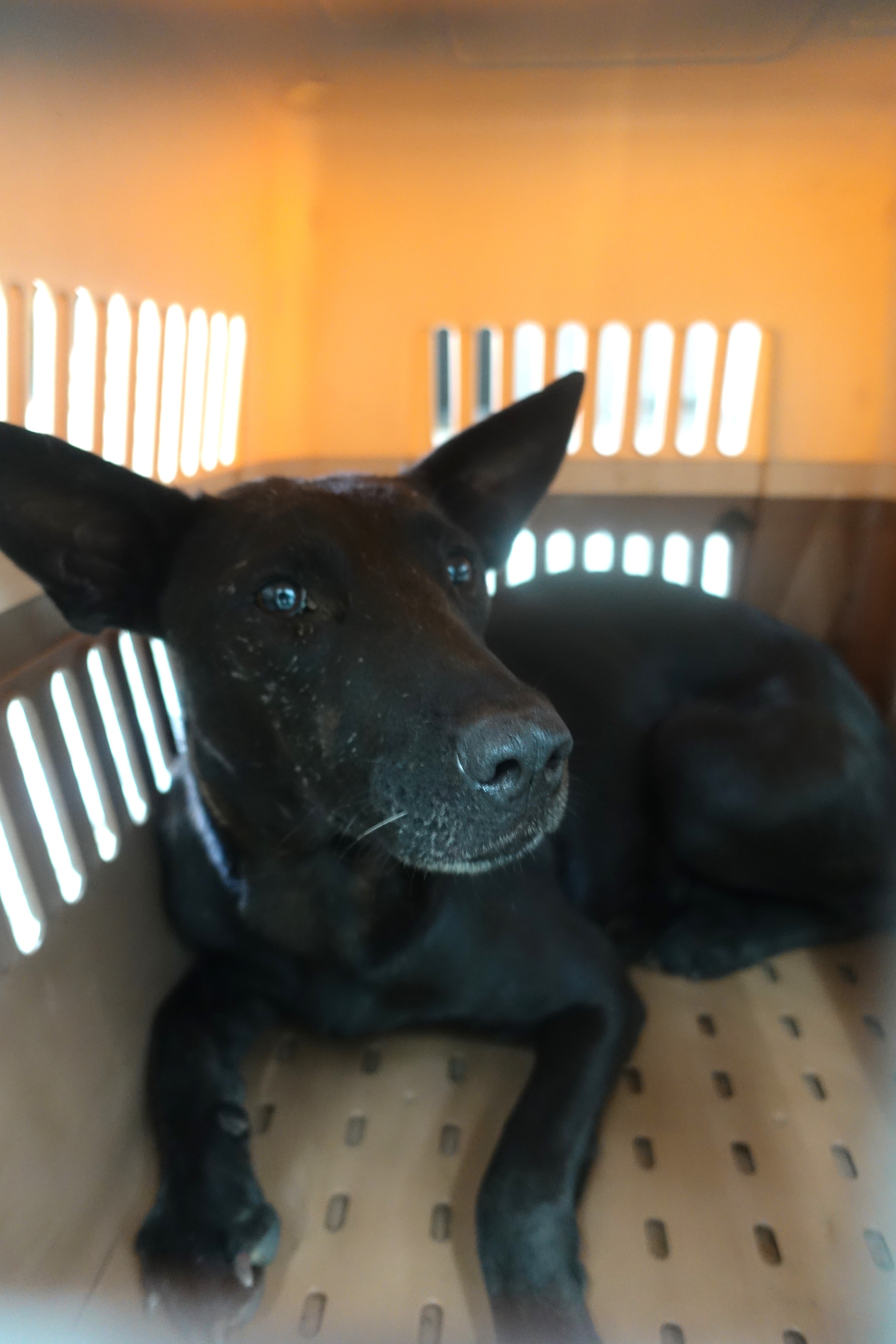 混種犬