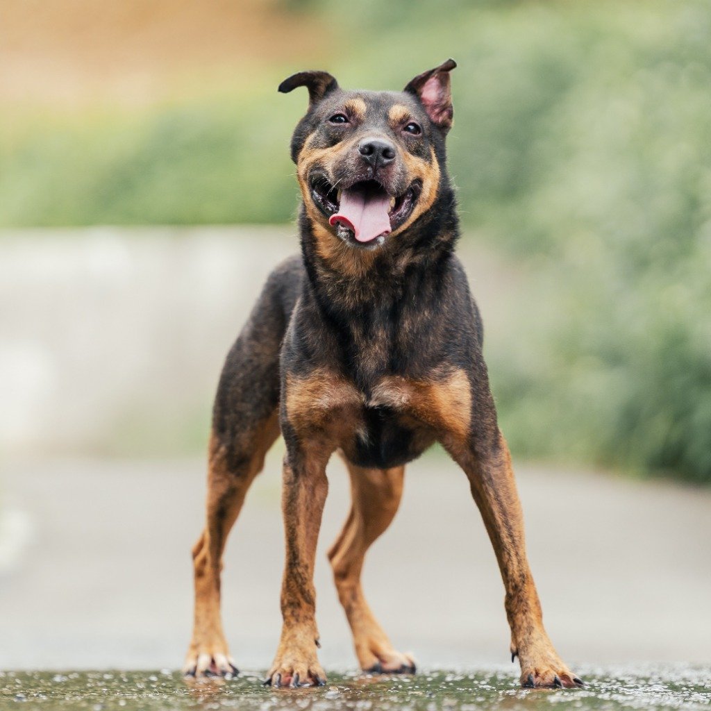 混種犬