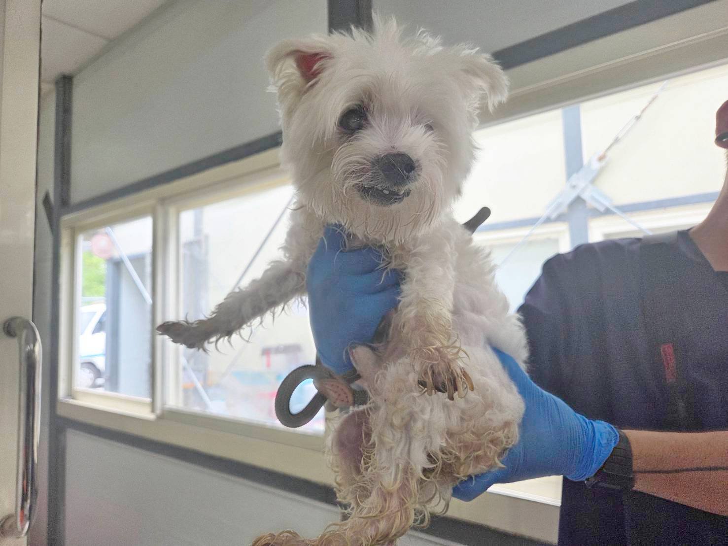 瑪爾濟斯犬