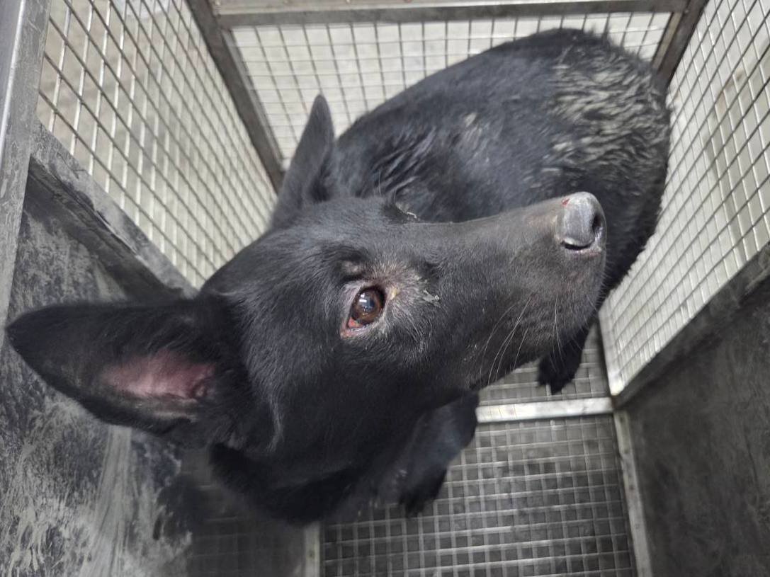 混種犬