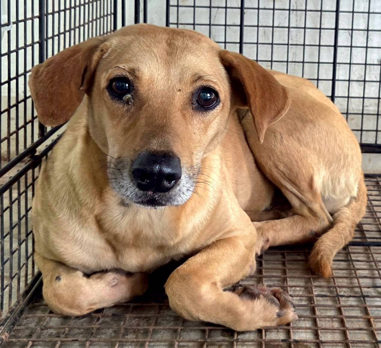 混種犬