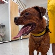 混種犬