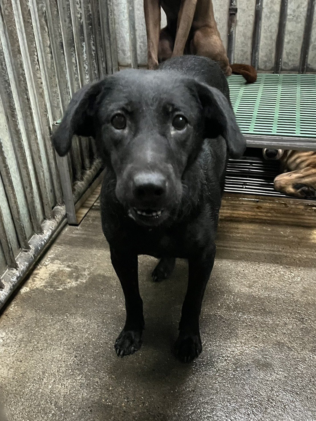 混種犬