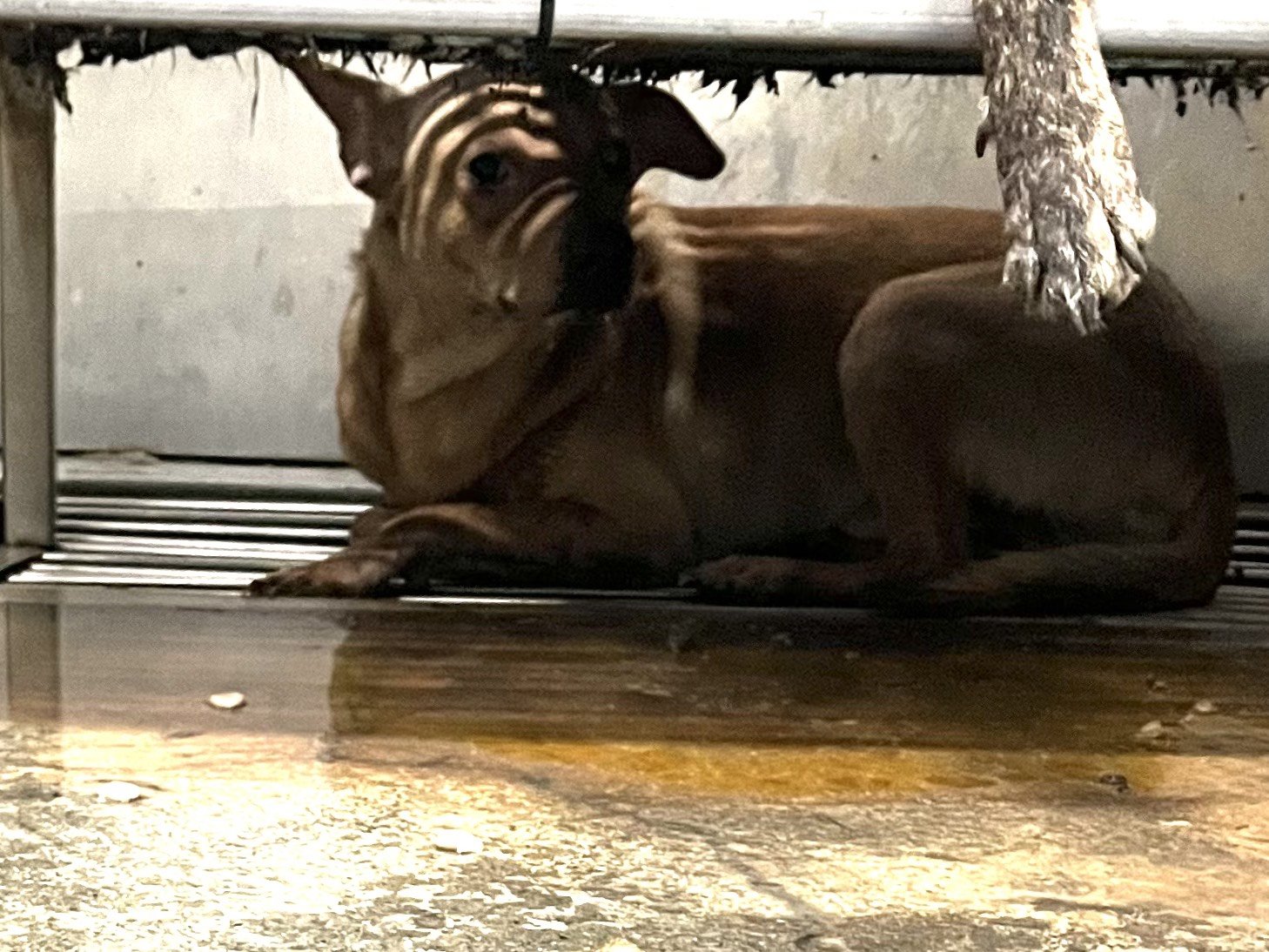 混種犬