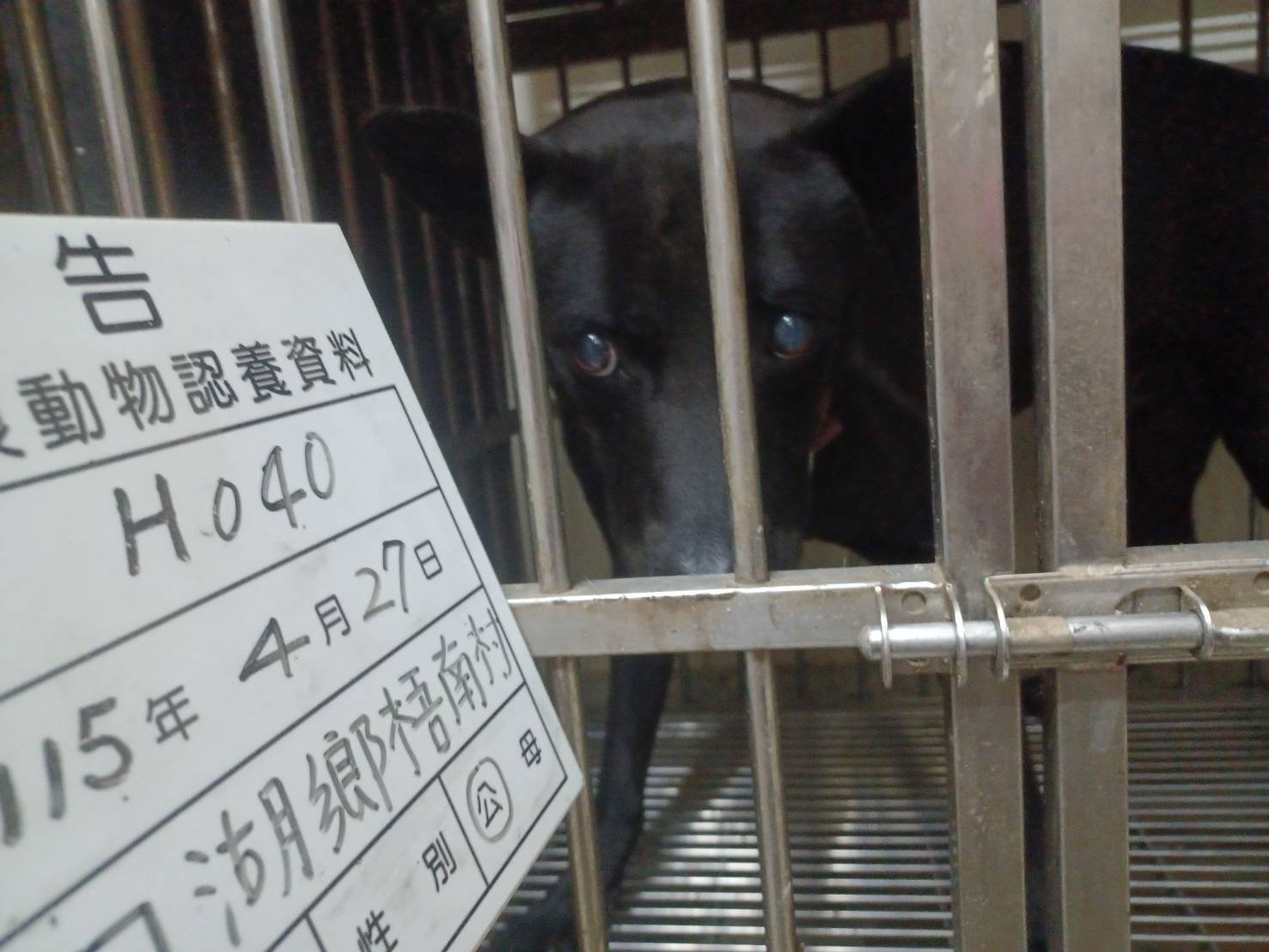 混種犬