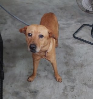 混種犬