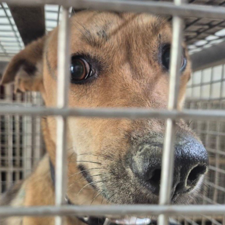 混種犬