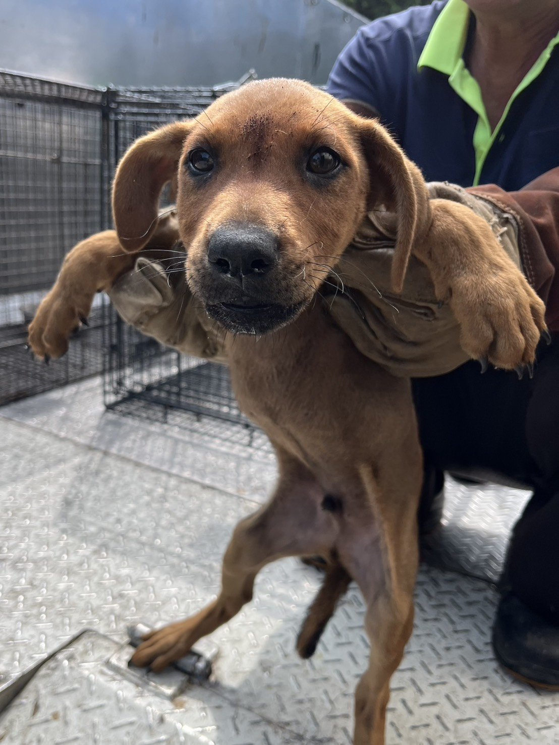 混種犬