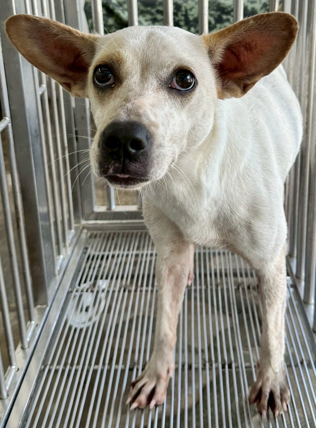 混種犬
