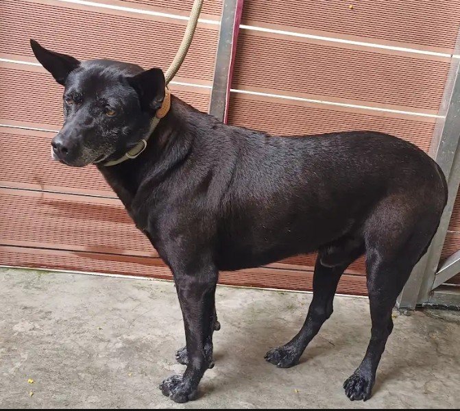 混種犬